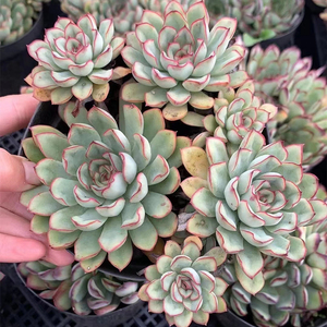 红花女王老桩群生多头多肉植物新手好养实拍无修莲花状盆栽绿植