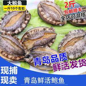 青岛鲜活鲍鱼 新鲜鲍鱼 大鲍鱼仔 可做即食新鲜鲍鱼 10头/斤海鲜