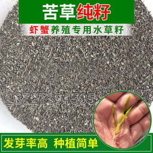 苦草种籽扁担草种子养殖虾蟹鱼池塘淡水韭菜净化水质种籽植物水草
