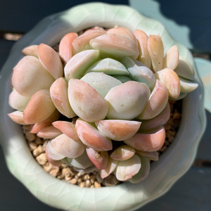 柠檬贝瑞多肉植物