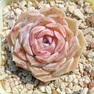 玻璃樽 多肉精选 一物一拍 叶植庭多肉 云南昆明