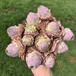 潘多拉 山地玫瑰 多肉精选 一物一拍 叶植庭多肉 云南昆明f