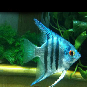 蓝魔鬼神仙鱼,燕子鱼,活体观赏鱼,神仙鱼2.5-3厘米