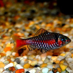 钻石彩虹鱼