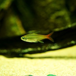红尾科佩依灯鱼,南美进口稀有灯鱼,群游好性情温和可混养草缸鱼