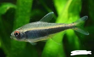 梅塔黑霓虹灯鱼,梅塔蓝线灯鱼,梦幻兰霓虹灯鱼进口高端稀有灯鱼