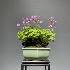 三叶草 盆景 一物一拍阳台办公桌小盆栽四季好养绿植花卉带盆包邮