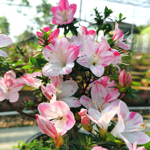 B日本皋月杜鹃花原生苗观花盆栽素材植物花卉白琳碧空碧翠绊浜风