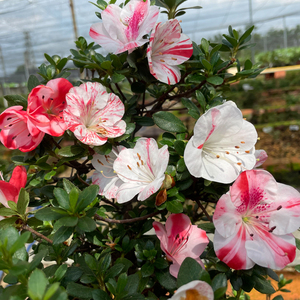 f日本皋月杜鹃原生苗子阳台庭院盆景盆栽花卉植物绯梅锦丰希绯缄