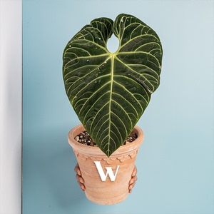 纵野 / anthurium regale 帝王花烛 / 进口绿植盆栽