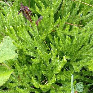 云南新鲜伸筋草 石松 舒筋草 抽筋草 小伸筋野生新鲜包邮500克