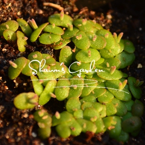 多肉植物种子 冰花100粒 生石花 荧光兔 米粒枝干番杏 满38包邮