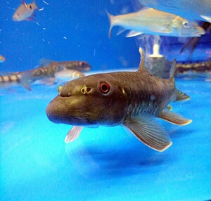 墨头鱼 ,桥街墨头鱼活体,条纹墨头,原生鱼,观赏鱼,冷水鱼