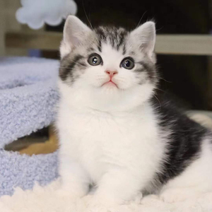 美短猫起司加白幼猫折耳美国短毛猫虎斑矮脚小猫活体宠物猫咪活物