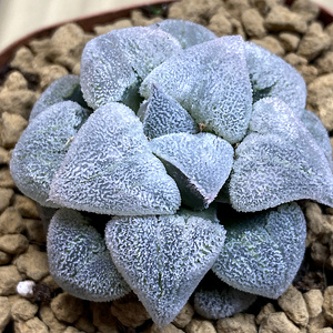 84天津龙哥多肉植物淘宝爱心粉雪磨面寿 玉露十二卷盆栽绿植 龙哥