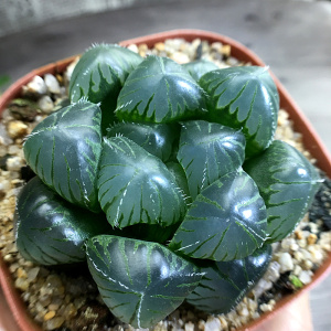 特大蓝镜玉露 铭品玉露 瓦苇十二卷多肉植物 组培保品种根系强壮