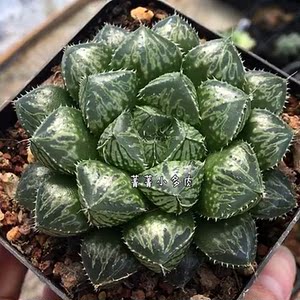 大叶楼兰玉露 亚成株 特选精品苗 5公分 叶宽1.5 保品种