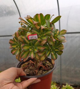 真仙园 法师类 黄中斑法师 一物一拍 多肉绿植花卉