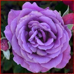 新品种大花月季【蓝色狂想曲 】香水型花型独特优美花卉绿植盆栽