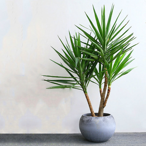 深圳北欧荷兰铁盆栽办公室内吸甲醛植物客厅绿植室外庭院花园盆景