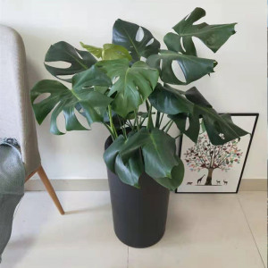 苏州绿植送货