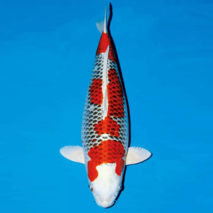 日本进口纯种孔雀锦鲤活鱼巨型红白大正丹顶绯写昭和三色观赏鱼苗