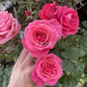 十二星座系列 摩羯座微月 月季微月花苗玫瑰多季勤花多头花园盆栽