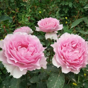 粉色天方夜谭月季 浓香多季勤花多头阳台庭院花园盆栽植物花卉