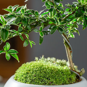 六月雪盆景金边老桩盆栽办公桌开花盆景净化空气悬崖造型室内绿植