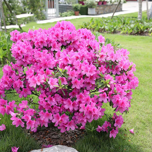 安酷杜鹃盆栽美国进口花园庭院多季开花植物常绿花灌木杜鹃花