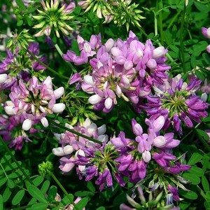 【多变小冠花】多变小冠花品牌,价格 - 阿里巴巴