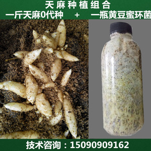 天麻种子 蜜环菌种/乌红杂交天麻0代种/天麻种子/天麻0代种/包邮
