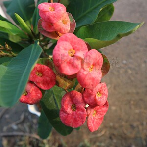 铁海棠花大叶四季