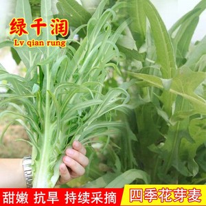 花芽甜麦菜种子花叶四季苦唛菜种籽高产阳台盆栽农家菜园蔬菜种孑