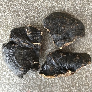 野生薄树灵芝 深山采摘无柄薄盖灵芝味香不苦500克包邮大约20cm