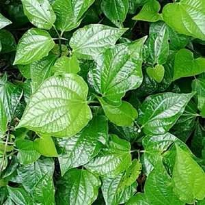 现摘新鲜野生假蒌叶青蒌叶蛤蒌叶小种苗假娄菜苗野香菜苗假蒌苗