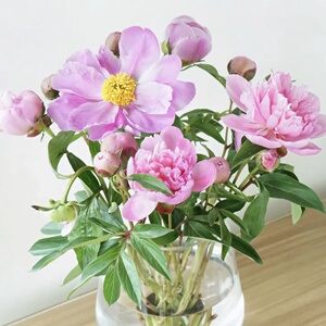 国产重瓣芍药当季鲜花水养家庭办公室瓶插花广州同城全国包邮