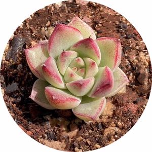 梦幻女王 优选边线款 蜡质感 精养 一物一拍于5.18 多肉植物实拍