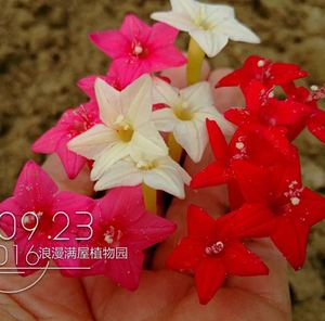 冰露痕淘宝五星花种籽子种孑室外攀爬茑萝种籽易活花种籽子四季播种