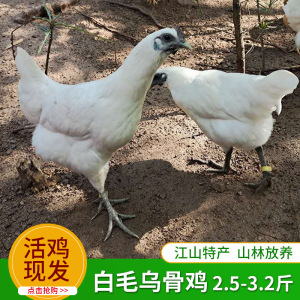江山 正宗 纯种白银耳鸡白毛乌骨鸡小笨鸡脱温鸡活体发货包邮到家