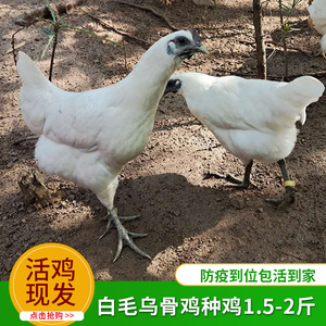 正宗江山白毛乌骨鸡浙西名鸡活鸡留种鸡大补鸡名贵山鸡