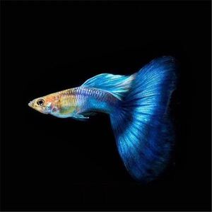 台湾蓝色系日本蓝孔雀鱼大种鱼孕母大尾展孔雀鱼小型热带鱼活体