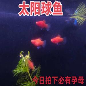 小型热带胎生鱼红太阳球红玛丽球鱼红皮球鱼繁殖狂魔练手活体观赏