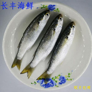 湛江特产海鲜碰头鱼 虫鱼斋鱼青玄鱼新鲜冷冻鱼海鲜水产海鱼3斤装