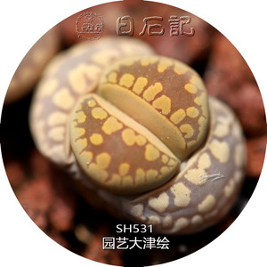 生石花母本 大津绘 c128a 3.5年及sh531 5.5 一物一拍 【日石记】