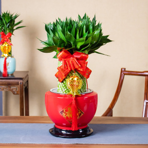 带根好养富贵竹植物水养发财竹客厅室内四季招财大型绿植花卉盆栽