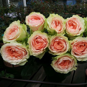 新品欧月吸引力月季花苗灌木大包子切花玫瑰庭院阳台盆栽花卉植物