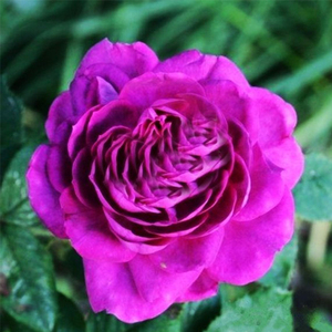 欧月月季 维奥莉特 紫罗兰皇后 藤本多花大马士革型庭院阳台盆栽