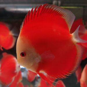 白化红卡精品七彩神仙鱼马来无沙红鱼顺丰空运包邮包活专业售后