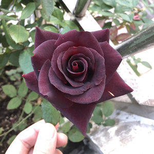 庭院植物花卉玫瑰花 新品种黑巴克 盆栽月季花苗 当年开花大苗